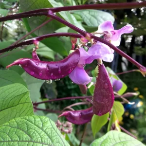 Ruby Moon Hyacinth Bean Seeds - 20 Seeds, Violet Pods, Fragrant Purple Blooms, Outdoor Vine - Image 2
