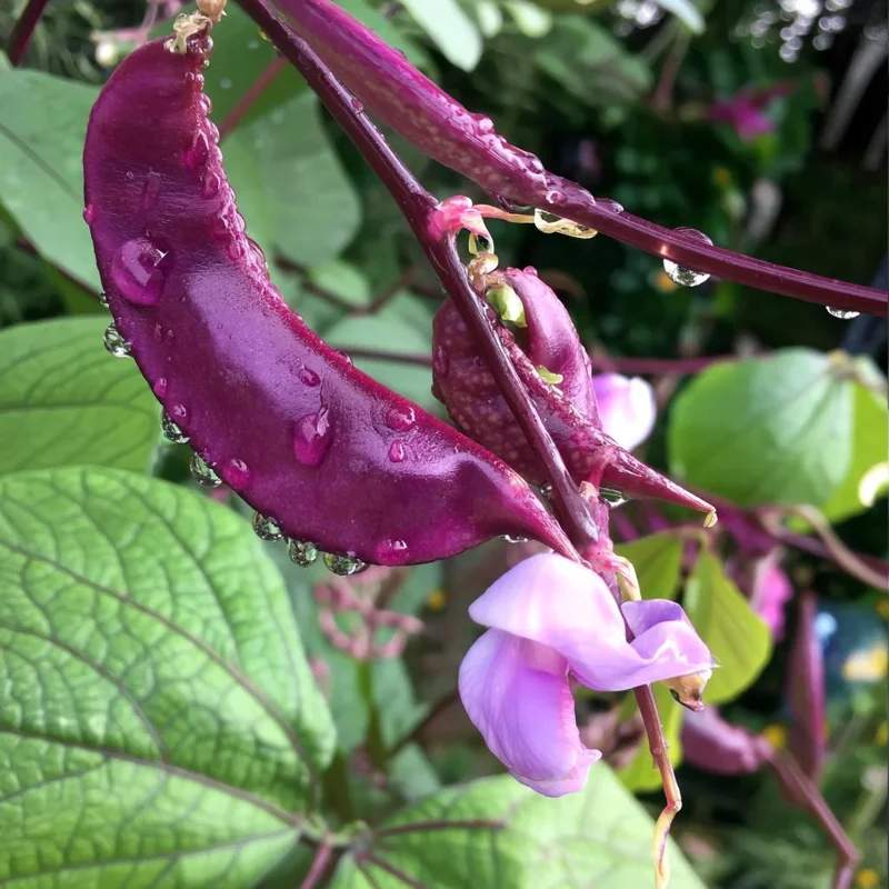 Ruby Moon Hyacinth Bean Seeds - 20 Seeds, Violet Pods, Fragrant Purple Blooms, Outdoor Vine - Image 1