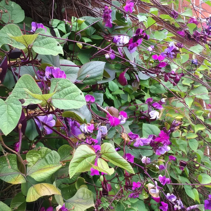 Ruby Moon Hyacinth Bean Seeds - 20 Seeds, Violet Pods, Fragrant Purple Blooms, Outdoor Vine - Image 4
