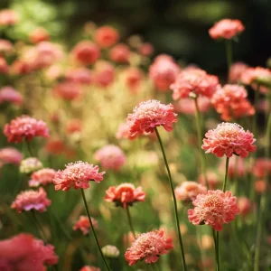 Salmon Queen Scabiosa Seeds 50 Count – Vibrant Pink Pincushion Flowers - Image 2