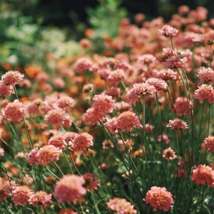 Salmon Queen Scabiosa Seeds 50 Count – Vibrant Pink Pincushion Flowers - Image 3