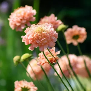 Salmon Queen Scabiosa Seeds 50 Count – Vibrant Pink Pincushion Flowers - Image 4