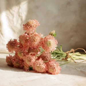 Salmon Queen Scabiosa Seeds 50 Count – Vibrant Pink Pincushion Flowers - Image 5