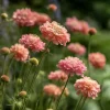 Salmon Queen Scabiosa Seeds 50 Count – Vibrant Pink Pincushion Flowers - Image 1