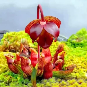 Sarracenia Purpurea Seeds - 30 Purple Pitcher Plant Seeds for Bog Gardens - Image 2