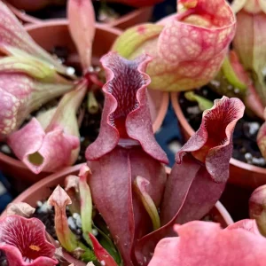 Sarracenia Purpurea Seeds - 30 Purple Pitcher Plant Seeds for Bog Gardens - Image 4