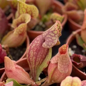 Sarracenia Purpurea Seeds - 30 Purple Pitcher Plant Seeds for Bog Gardens - Image 5