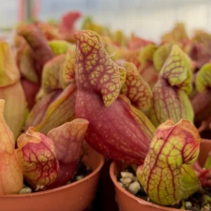 Sarracenia Purpurea Seeds - 30 Purple Pitcher Plant Seeds for Bog Gardens - Image 6