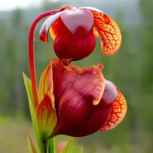 Sarracenia Purpurea Seeds - 30 Purple Pitcher Plant Seeds for Bog Gardens - Image 1