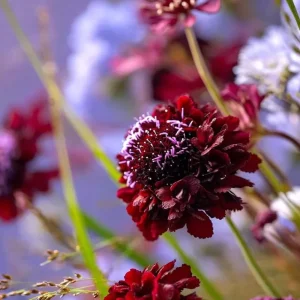 Scabiosa Black Knight Flower Seeds - 50 Count - Deep Purple-Black Blooms - Image 3