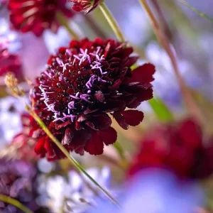 Scabiosa Black Knight Flower Seeds - 50 Count - Deep Purple-Black Blooms - Image 4