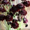 Scabiosa Black Knight Flower Seeds - 50 Count - Deep Purple-Black Blooms - Image 1