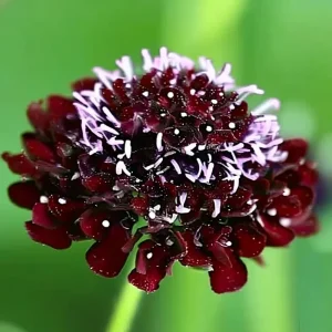 Scabiosa Black Knight Seeds - 50 Seed Pack - Deep Purple-Black Blooms - Image 2