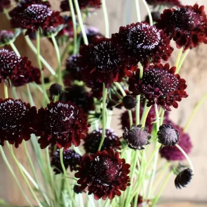 Scabiosa Black Knight Seeds - 50 Seed Pack - Deep Purple-Black Blooms - Image 1
