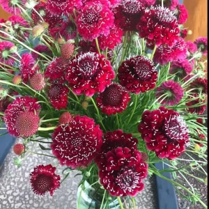 Scabiosa Fire King Seeds - 50 Count - Vibrant Red & Yellow Blooms, Attracts Pollinators - Image 2