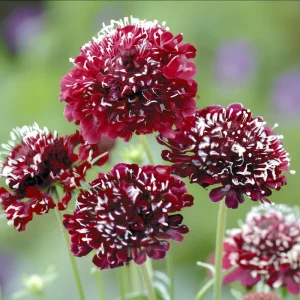 Scabiosa Fire King Seeds - 50 Count - Vibrant Red & Yellow Blooms, Attracts Pollinators - Image 3