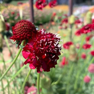 Scabiosa Fire King Seeds - 50 Count - Vibrant Red & Yellow Blooms, Attracts Pollinators - Image 4