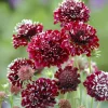 Scabiosa Fire King Seeds - 50 Count - Vibrant Red & Yellow Blooms, Attracts Pollinators - Image 1