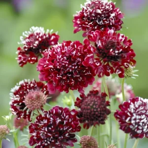 Scabiosa Fire King Seeds - 50 Count - Vibrant Red & Yellow Blooms, Attracts Pollinators - Image 1