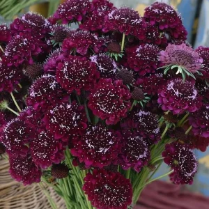 Scabiosa Merlot Red Flower Seeds – 50 Count – Deep Red Blooms - Image 2