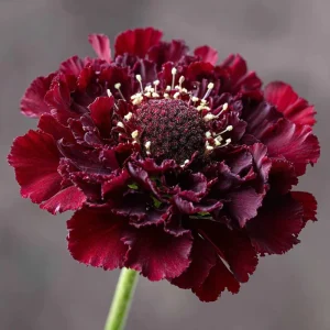 Scabiosa Merlot Red Flower Seeds – 50 Count – Deep Red Blooms - Image 3