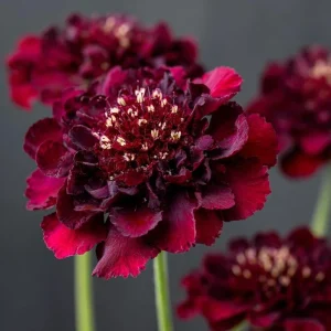 Scabiosa Merlot Red Flower Seeds – 50 Count – Deep Red Blooms - Image 4