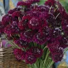 Scabiosa Merlot Red Flower Seeds – 50 Count – Deep Red Blooms - Image 1