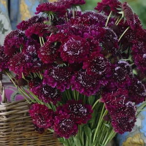Scabiosa Merlot Red Flower Seeds – 50 Count – Deep Red Blooms - Image 1