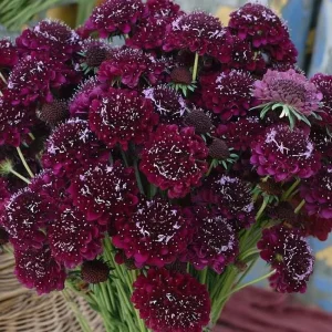 Scabiosa Merlot Red Seeds – 50 Count – Deep Red Pincushion Flower Seeds – Attracts Pollinators - Image 2