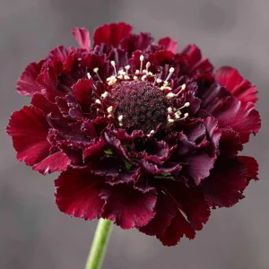 Scabiosa Merlot Red Seeds – 50 Count – Deep Red Pincushion Flower Seeds – Attracts Pollinators - Image 3