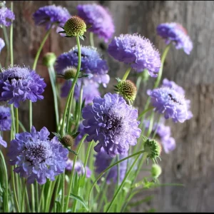Scabiosa Oxford Blue Seeds - 50 Seed Pack - Soft Blue Blooms, Attracts Pollinators - Image 2