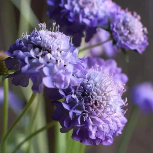 Scabiosa Oxford Blue Seeds - 50 Seed Pack - Soft Blue Blooms, Attracts Pollinators - Image 3
