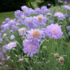 Scabiosa Oxford Blue Seeds - 50 Seed Pack - Soft Blue Blooms, Attracts Pollinators - Image 4