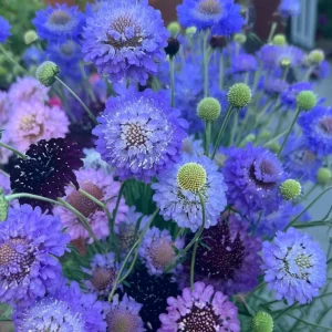 Scabiosa Oxford Blue Seeds - 50 Seed Pack - Soft Blue Blooms, Attracts Pollinators - Image 5