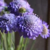 Scabiosa Oxford Blue Seeds - 50 Seed Pack - Soft Blue Blooms, Attracts Pollinators - Image 1