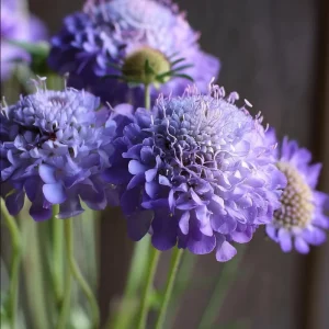 Scabiosa Oxford Blue Seeds - 50 Seed Pack - Soft Blue Blooms, Attracts Pollinators - Image 1