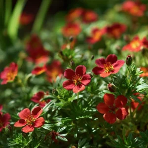 Scarlet Cinquefoil Seeds - 200 Heirloom Potentilla thurberi for Gardens - Image 2