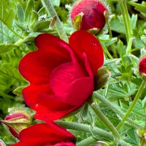 Scarlet Cinquefoil Seeds - 200 Heirloom Potentilla thurberi for Gardens - Image 3