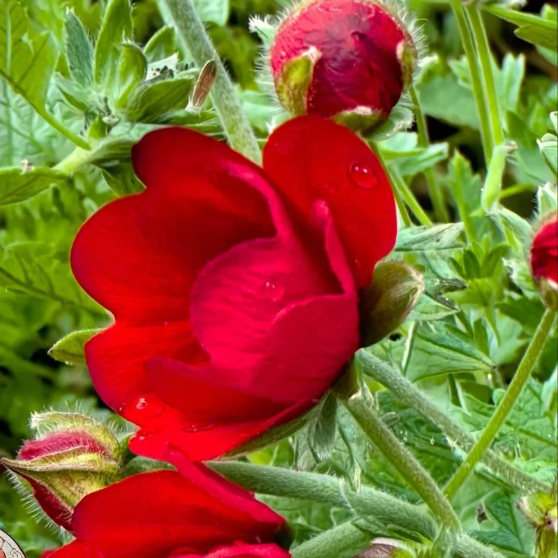Scarlet Cinquefoil Seeds - 200 Heirloom Potentilla thurberi for Gardens - Image 3