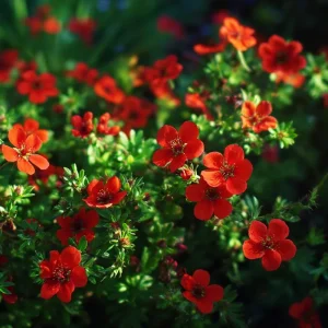 Scarlet Cinquefoil Seeds - 200 Heirloom Potentilla thurberi for Gardens - Image 4