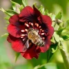 Scarlet Cinquefoil Seeds - 200 Heirloom Potentilla thurberi for Gardens - Image 1