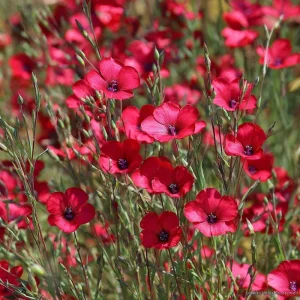 Scarlet Flax Seeds - 100 Seeds, Linum grandiflorum, Vibrant Red Wildflower Blooms - Image 2
