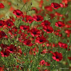 Scarlet Flax Seeds - 100 Seeds, Linum grandiflorum, Vibrant Red Wildflower Blooms - Image 3