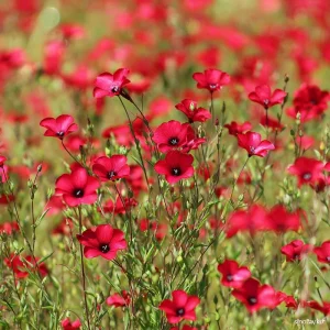 Scarlet Flax Seeds - 100 Seeds, Linum grandiflorum, Vibrant Red Wildflower Blooms - Image 1