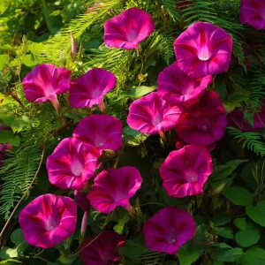 Scarlet O'Hara Morning Glory Seeds - Red Ipomoea Nil Vine, 50 Seeds - Image 2