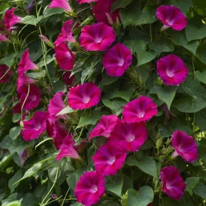 Scarlet O'Hara Morning Glory Seeds - Red Ipomoea Nil Vine, 50 Seeds - Image 3