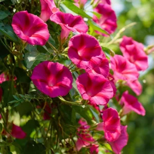 Scarlet O'Hara Morning Glory Seeds - Red Ipomoea Nil Vine, 50 Seeds - Image 1
