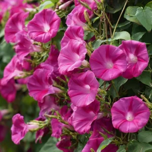 Scarlet O'Hara Morning Glory Seeds - Red Ipomoea Nil Vine, 50 Seeds - Image 4