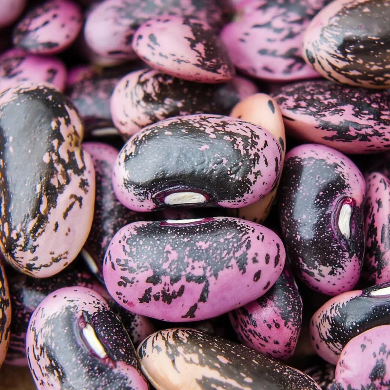 Scarlet Runner Bean Seeds (15) - Heirloom, Red Flowers, Edible Beans, Outdoor - Image 2