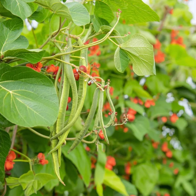 Scarlet Runner Bean Seeds (15) - Heirloom, Red Flowers, Edible Beans, Outdoor - Image 3